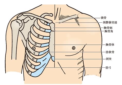 胸部位置